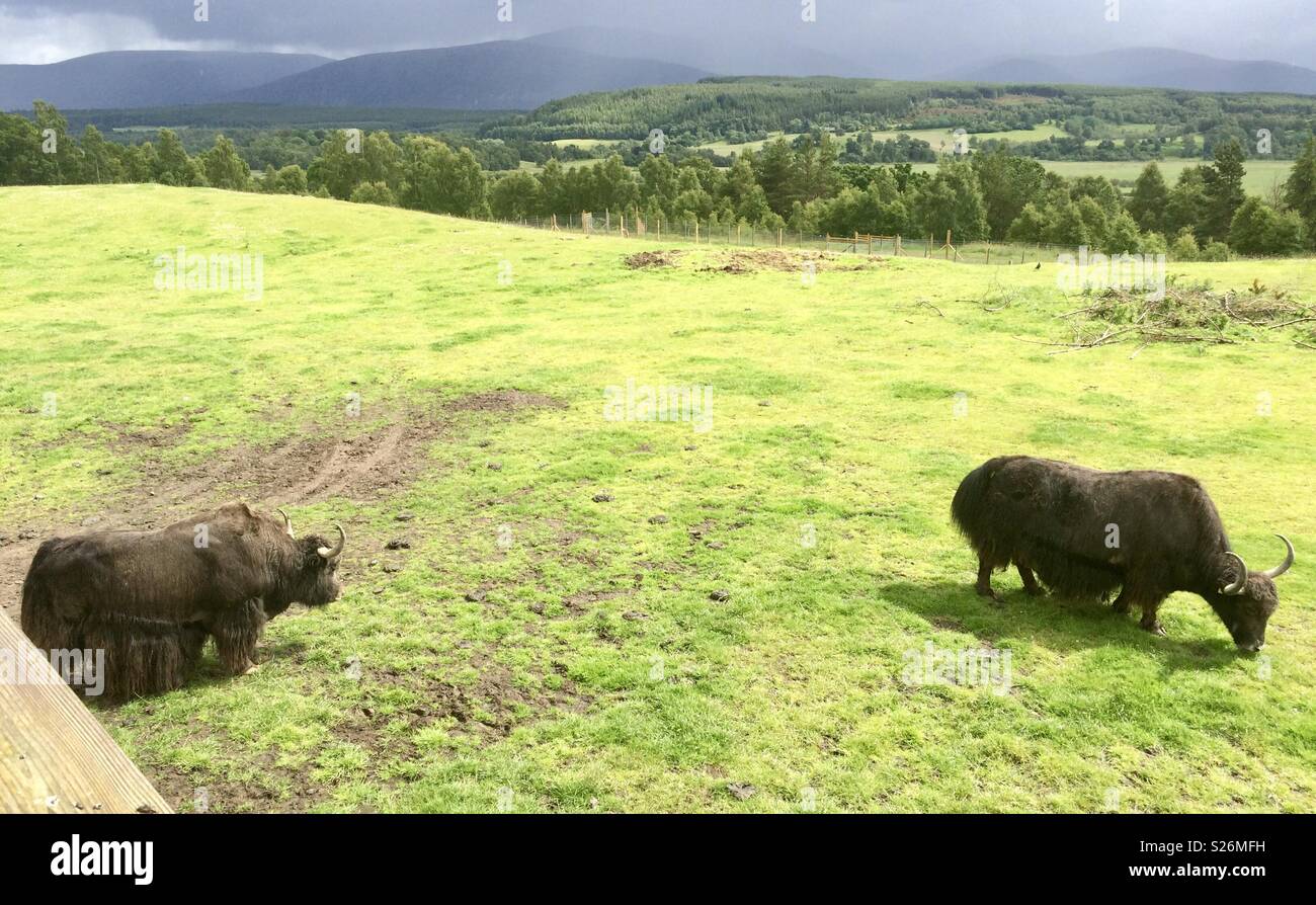 Yak. Highland wildlife park Scotland - Smartphone Captured Stock Image