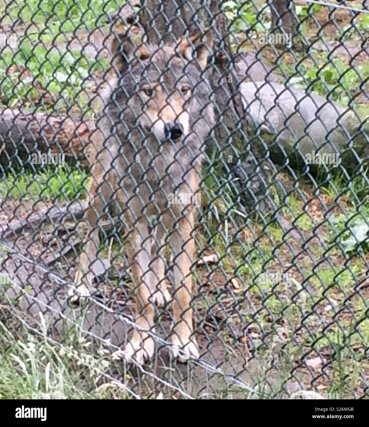 Wolf. Highland wildlife park Scotland - Smartphone Captured Stock Image
