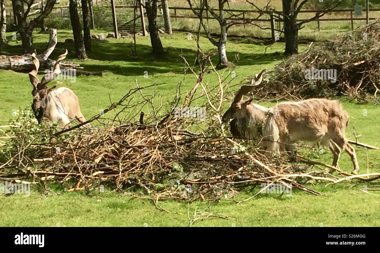 Turkmenian markhor highland wildlife park - Smartphone Captured Stock Image