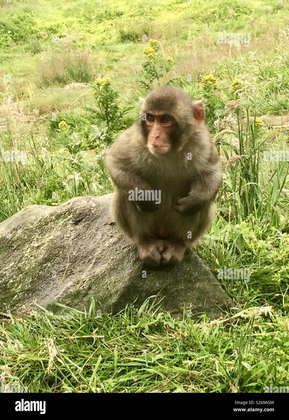 Japanese macaque. Highland wildlife park Scotland - Smartphone Captured Stock Image