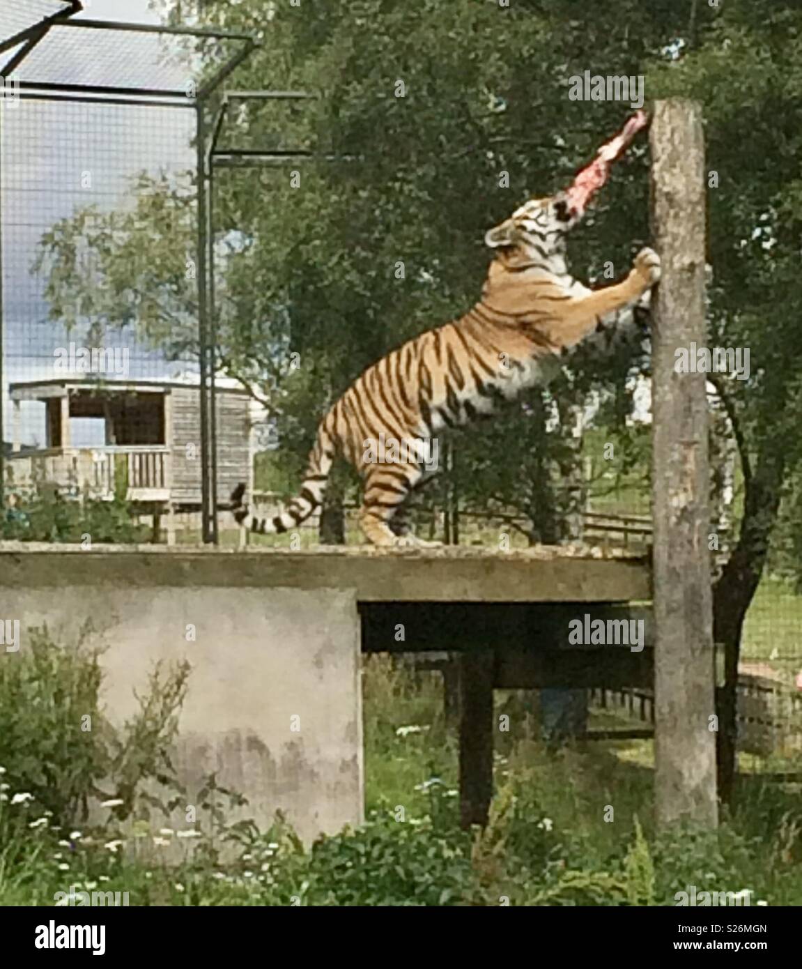 Amur tiger. Highland wildlife park Scotland - Smartphone Captured Stock Image