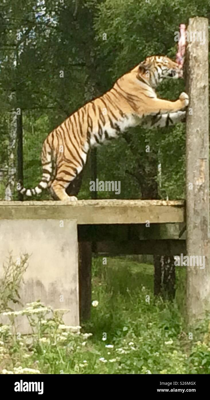 Amur tiger highland wildlife park Scotland - Smartphone Captured Stock Image