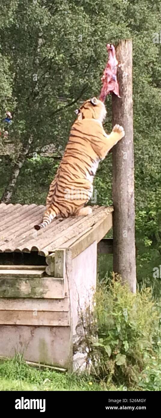 Amur tiger highland wildlife park Scotland - Smartphone Captured Stock Image