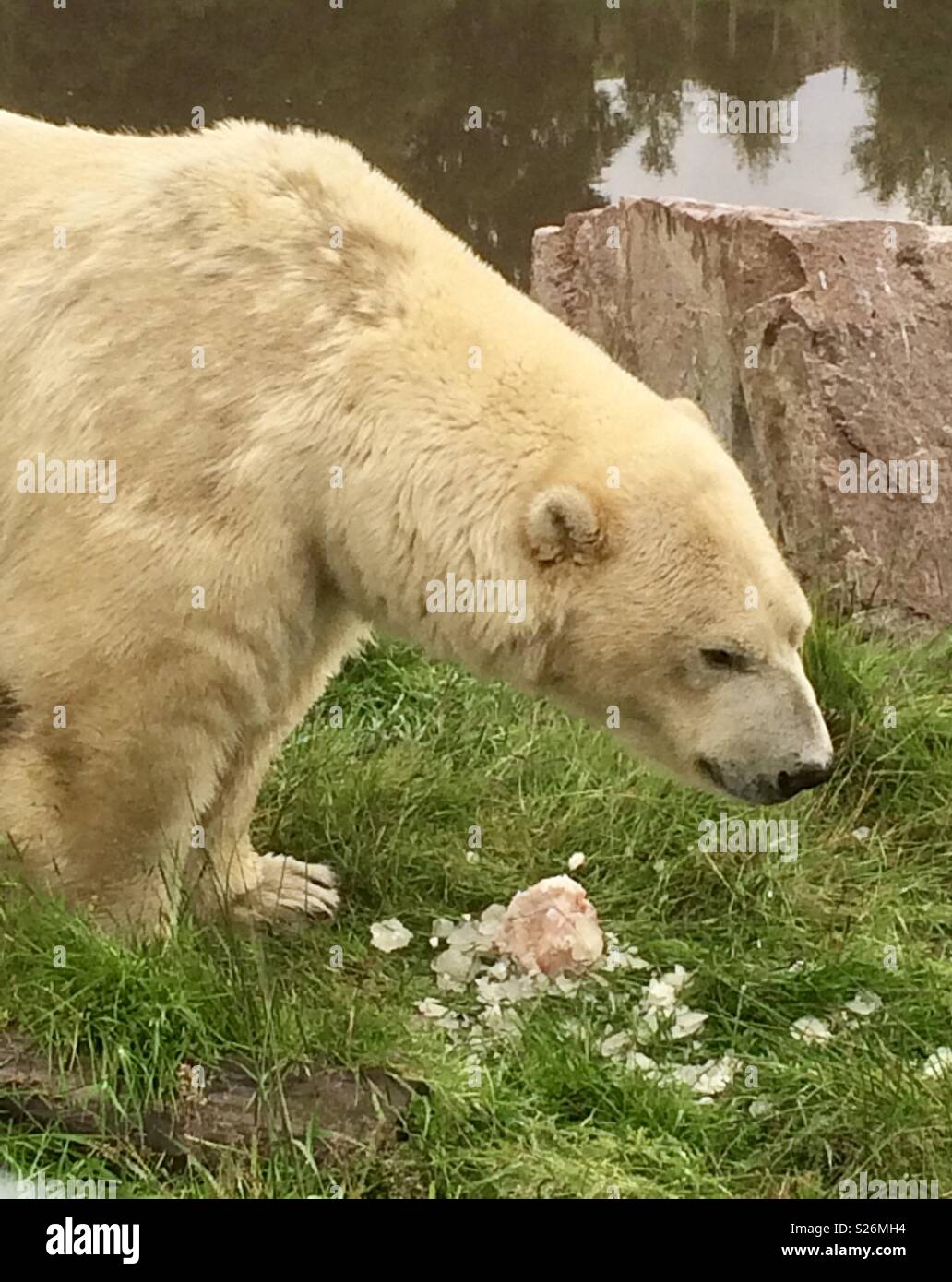 Polar bear highland wildlife park Scotland - Smartphone Captured Stock Image