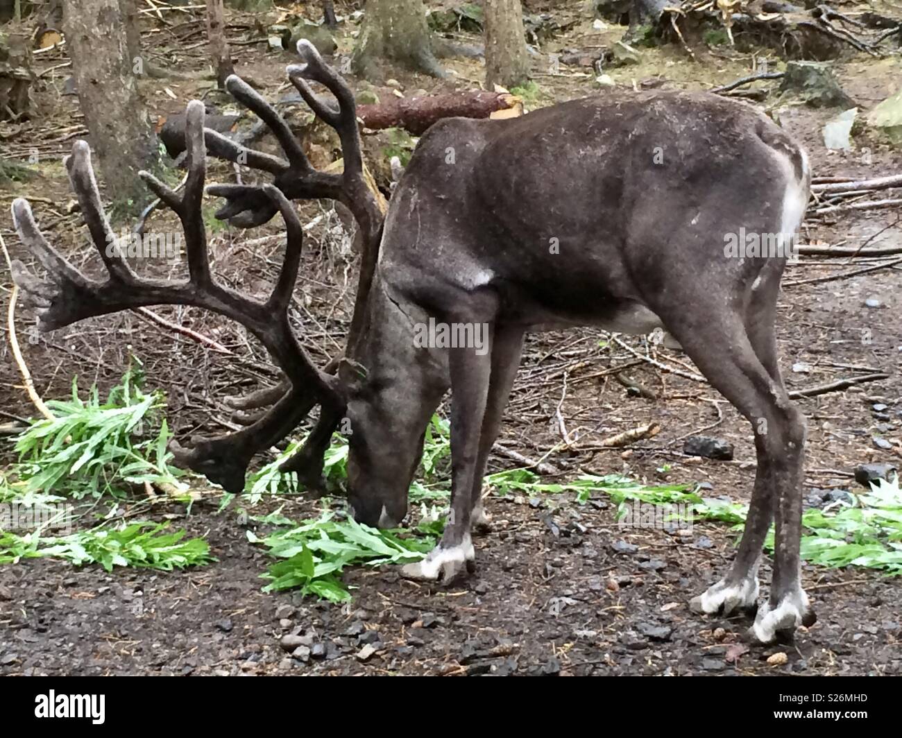 Highland wildlife park reindeer Stock Photo