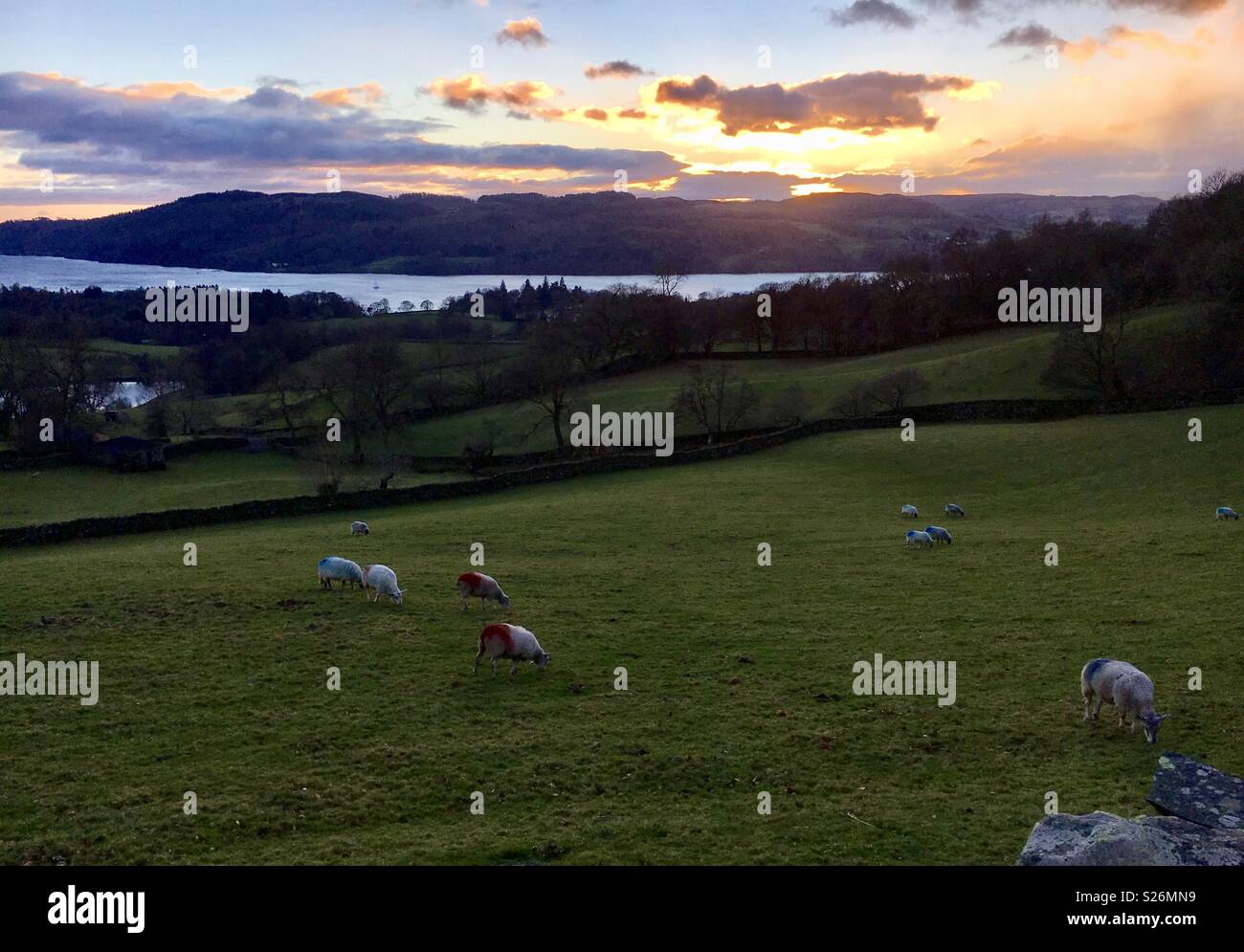 Sheep Windermere Lake District Stock Photo