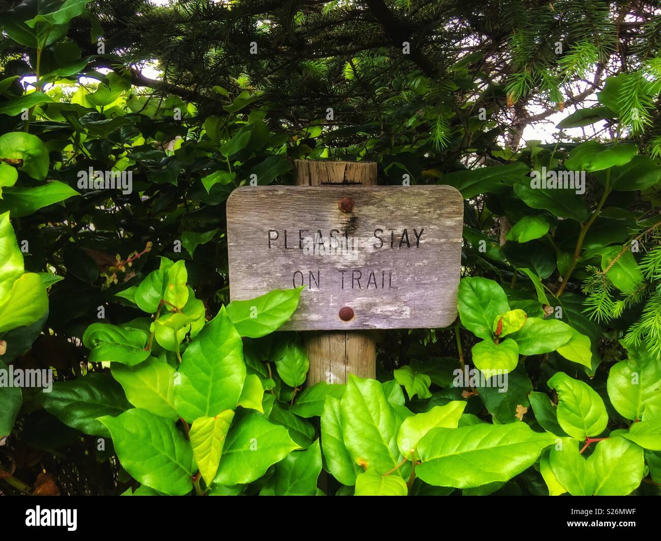Please stay on trail wooden signpost surrounded by vegetation. Cape Perpetua Scenic Area, Oregon. - Smartphone Captured Stock Image