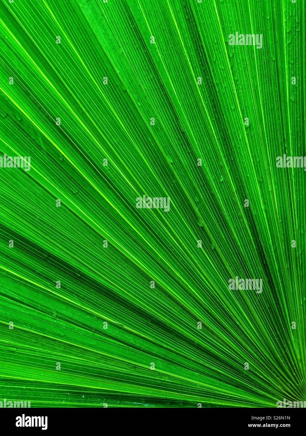 Vibrant green palm leaf with raindrops. Stock Photo