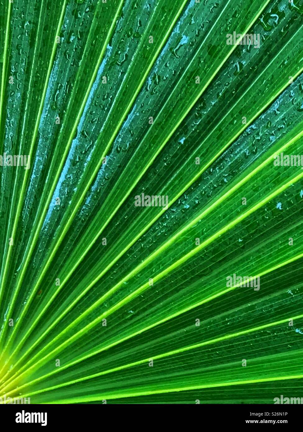 Vibrant stripey palm leaf with raindrops. Stock Photo
