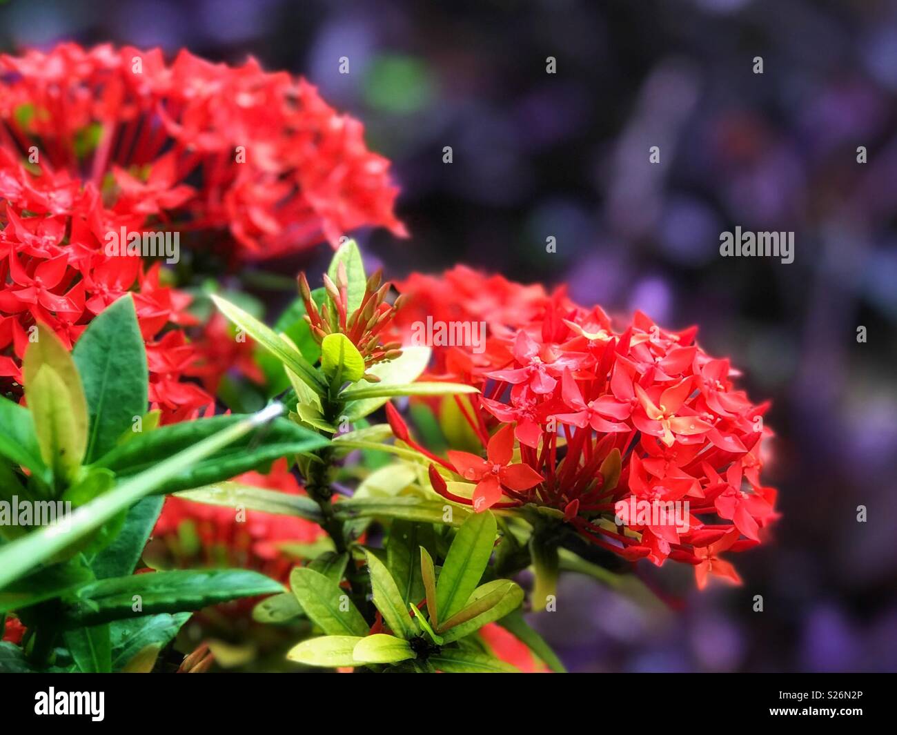 Bright red flowers against a deep purple foliage background, brightening up a rainy day in Mexico. - Smartphone Captured Stock Image