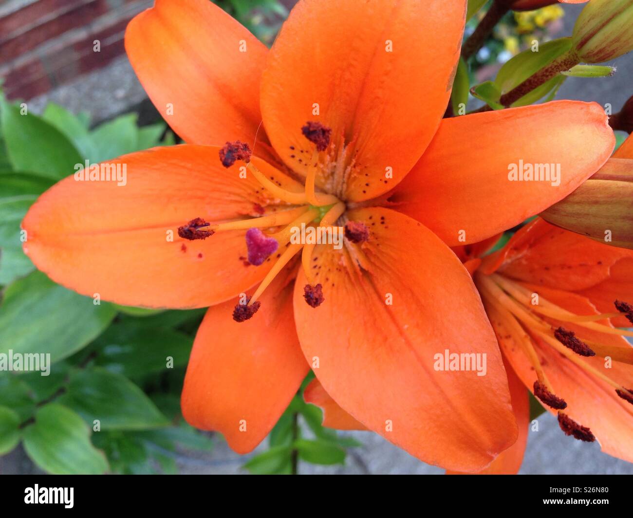 Orange Asiatic lily Stock Photo Alamy
