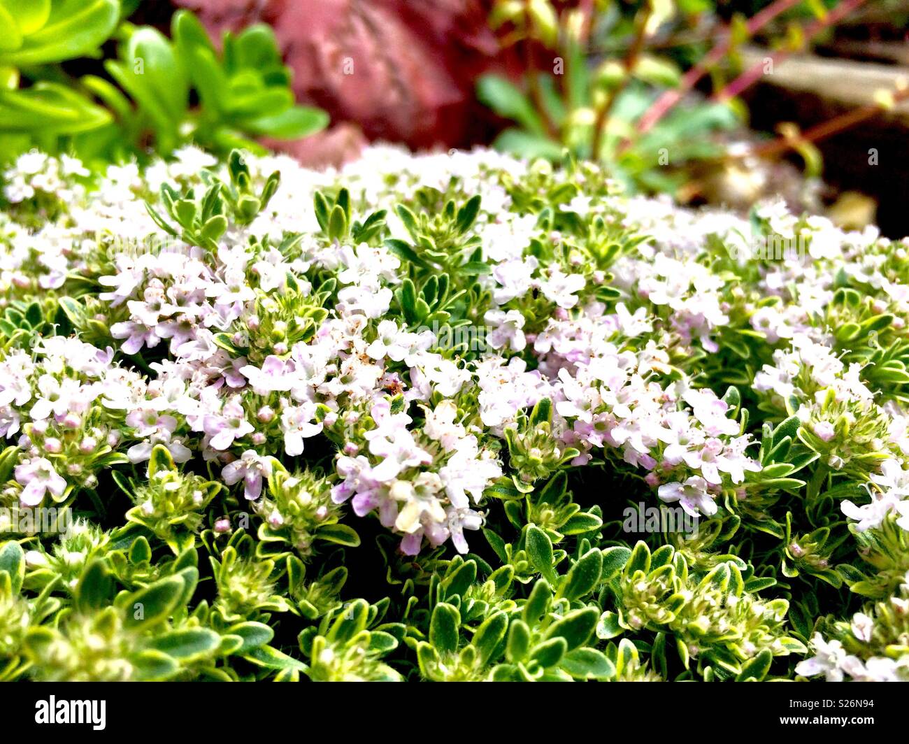 Thyme in flower - Smartphone Captured Stock Image