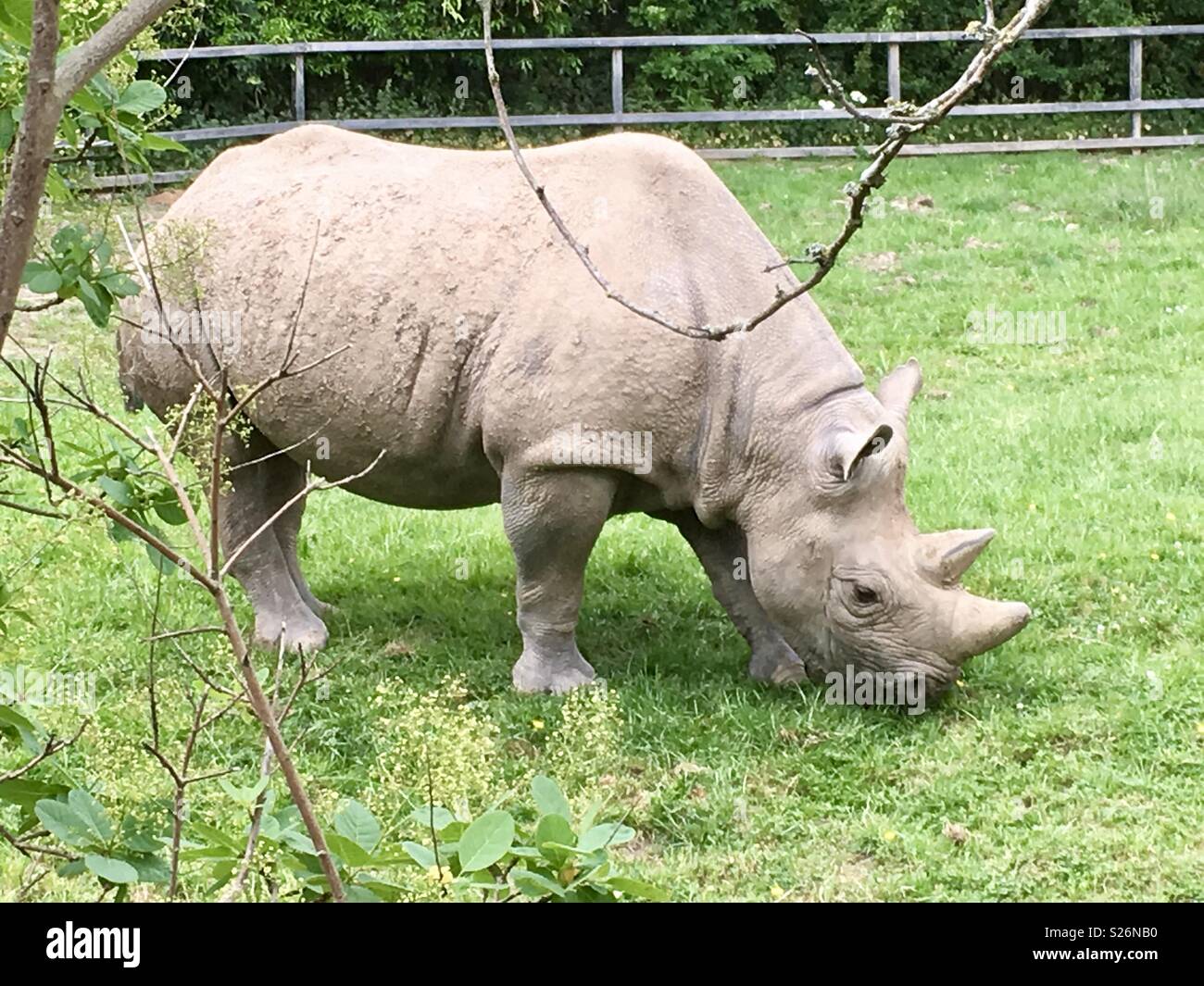 Rhino Chester zoo Stock Photo - Alamy
