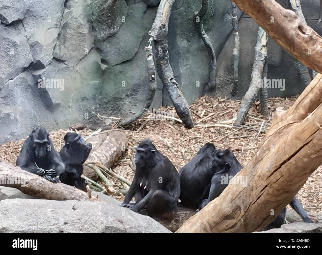 Monkeys Chester zoo Stock Photo Alamy