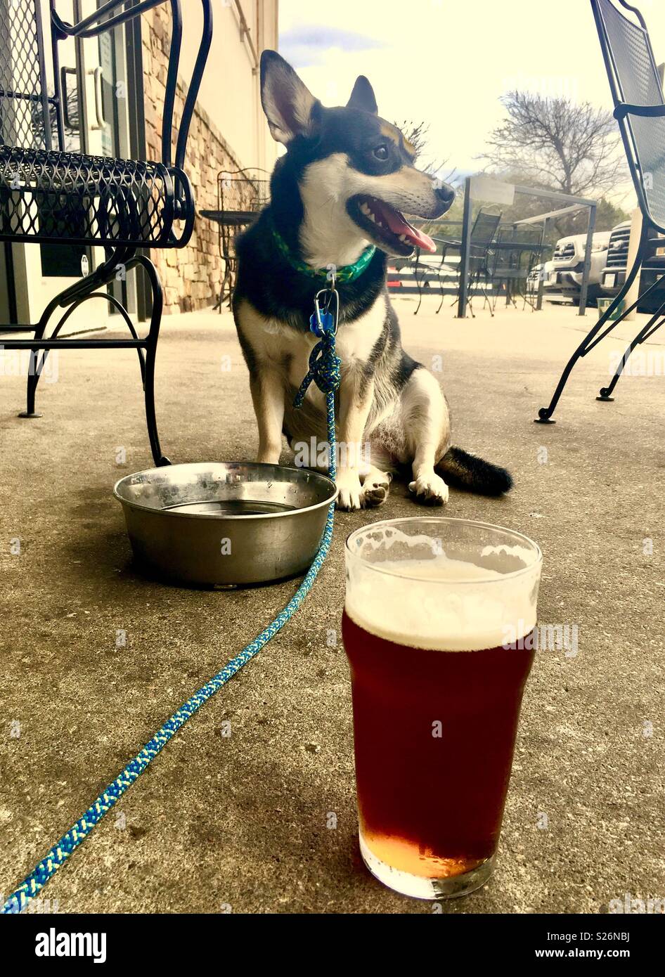 River A Husky Mix Enjoys A Cold Drink On A Hot Day In Austin Texas Stock Photo Alamy