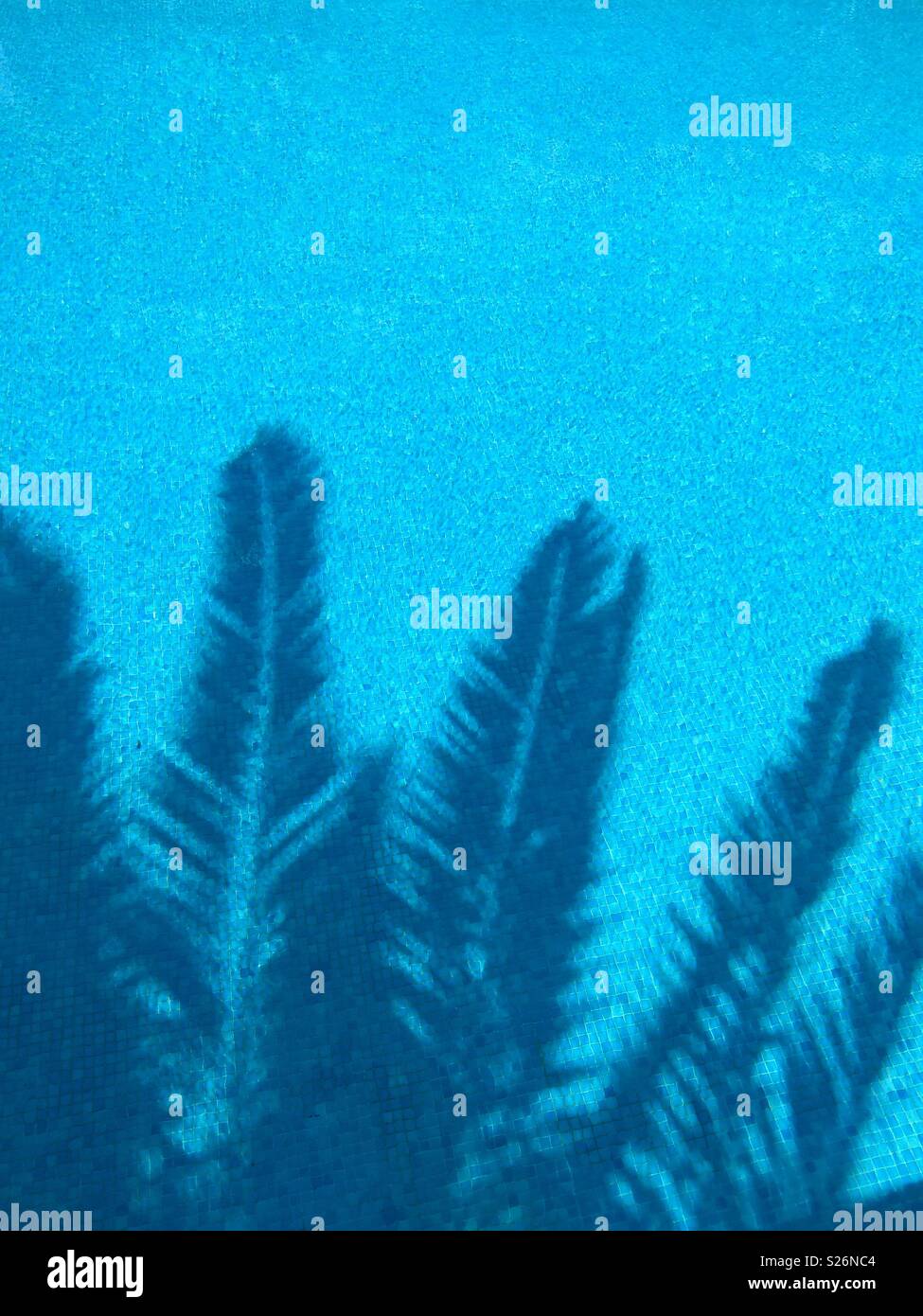 Palm tree shadows in a swimming pool Stock Photo
