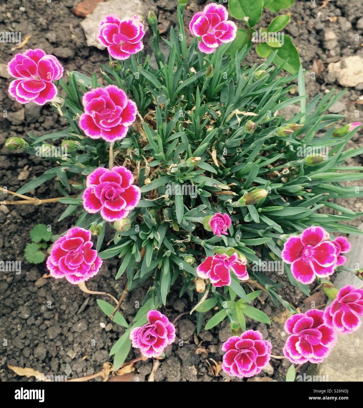 Vivid flowers - Smartphone Captured Stock Image