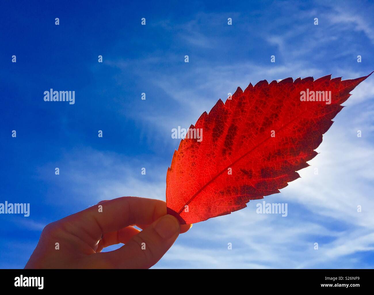 Hand holding an autumn leaf up to the sun with blue sky Stock Photo