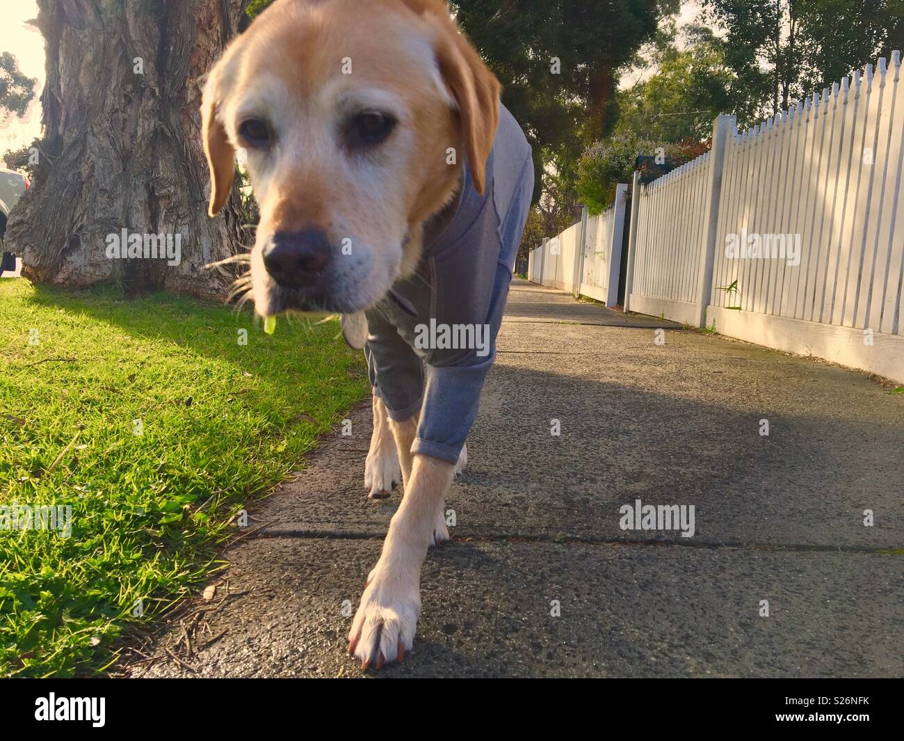 Old blonde Labrador dog walking with thermal outfit on a winters day in Australia - Smartphone Captured Stock Image