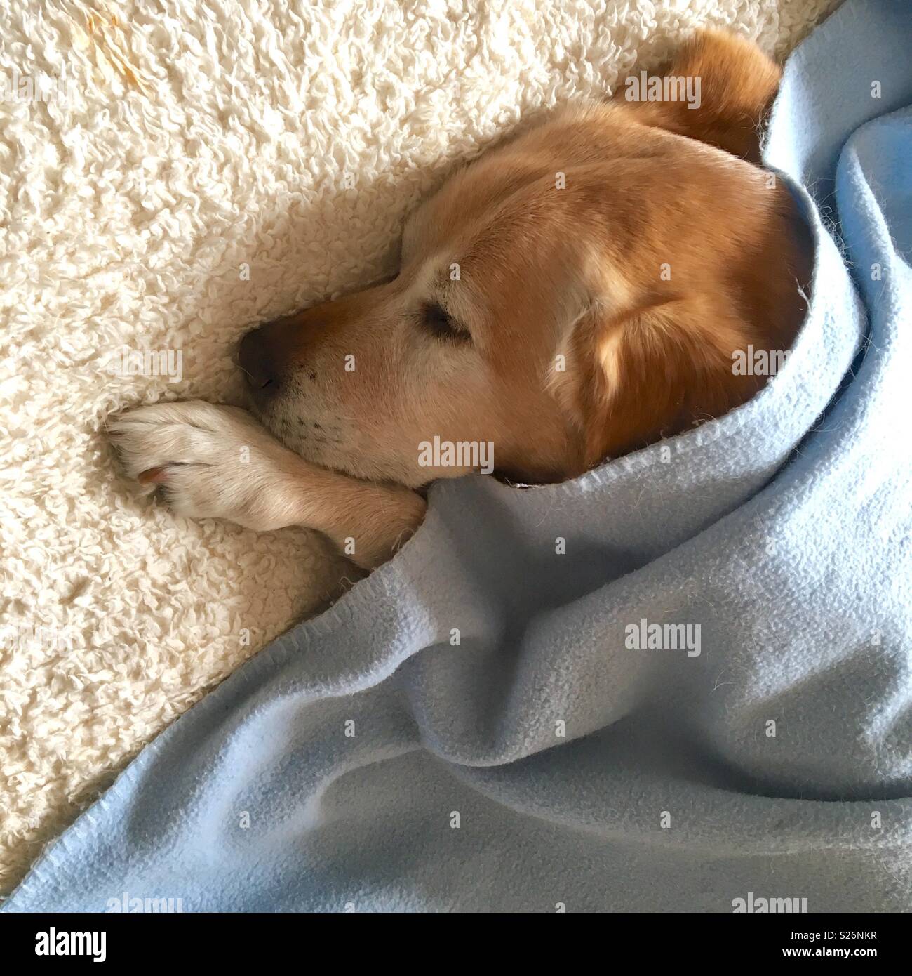 Blonde Labrador retriever dog sleeping under a blanket Stock Photo