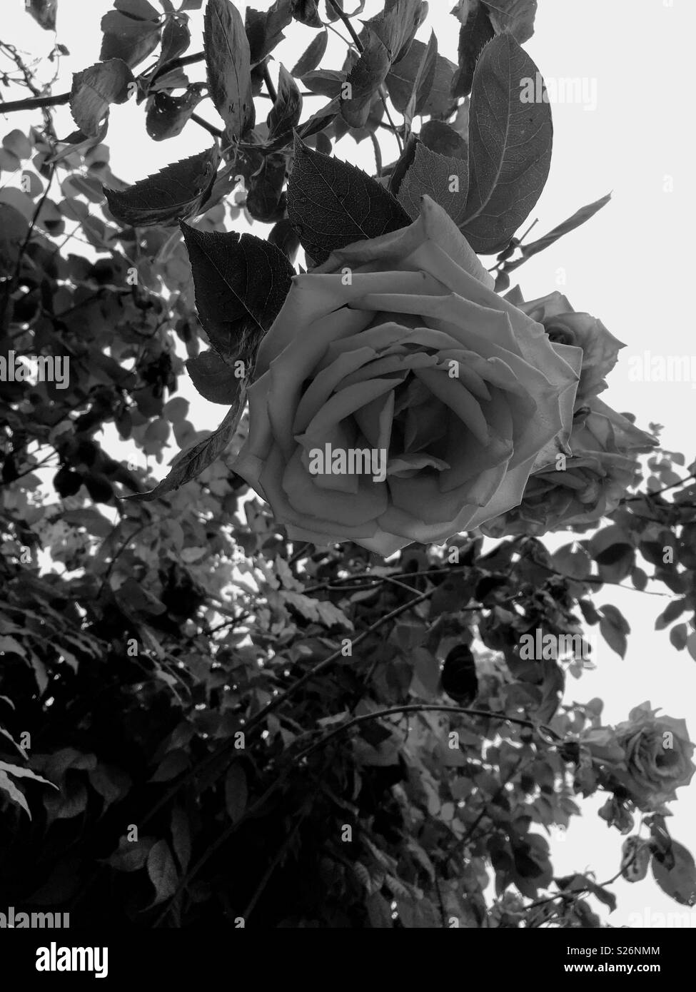 Rose Bush in Black & White Stock Photo