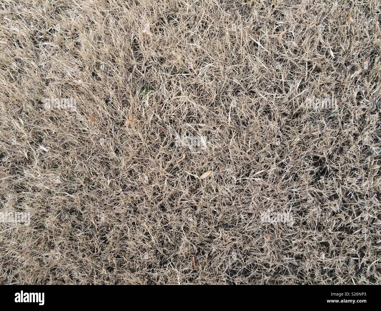 Dry brown grass Stock Photo Alamy