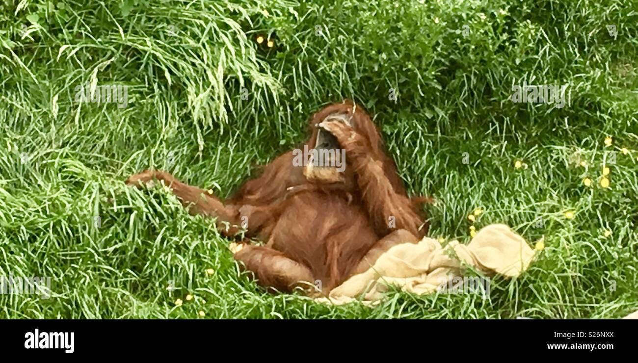 Orangutan. Chester zoo - Smartphone Captured Stock Image