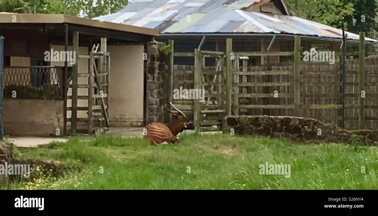 Bongo Chester zoo - Smartphone Captured Stock Image