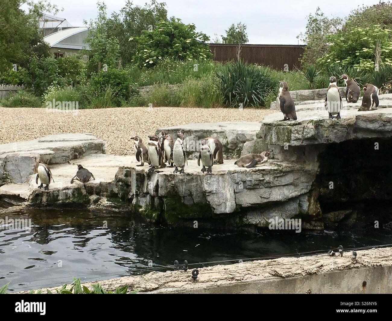 Penguins Chester zoo Stock Photo - Alamy