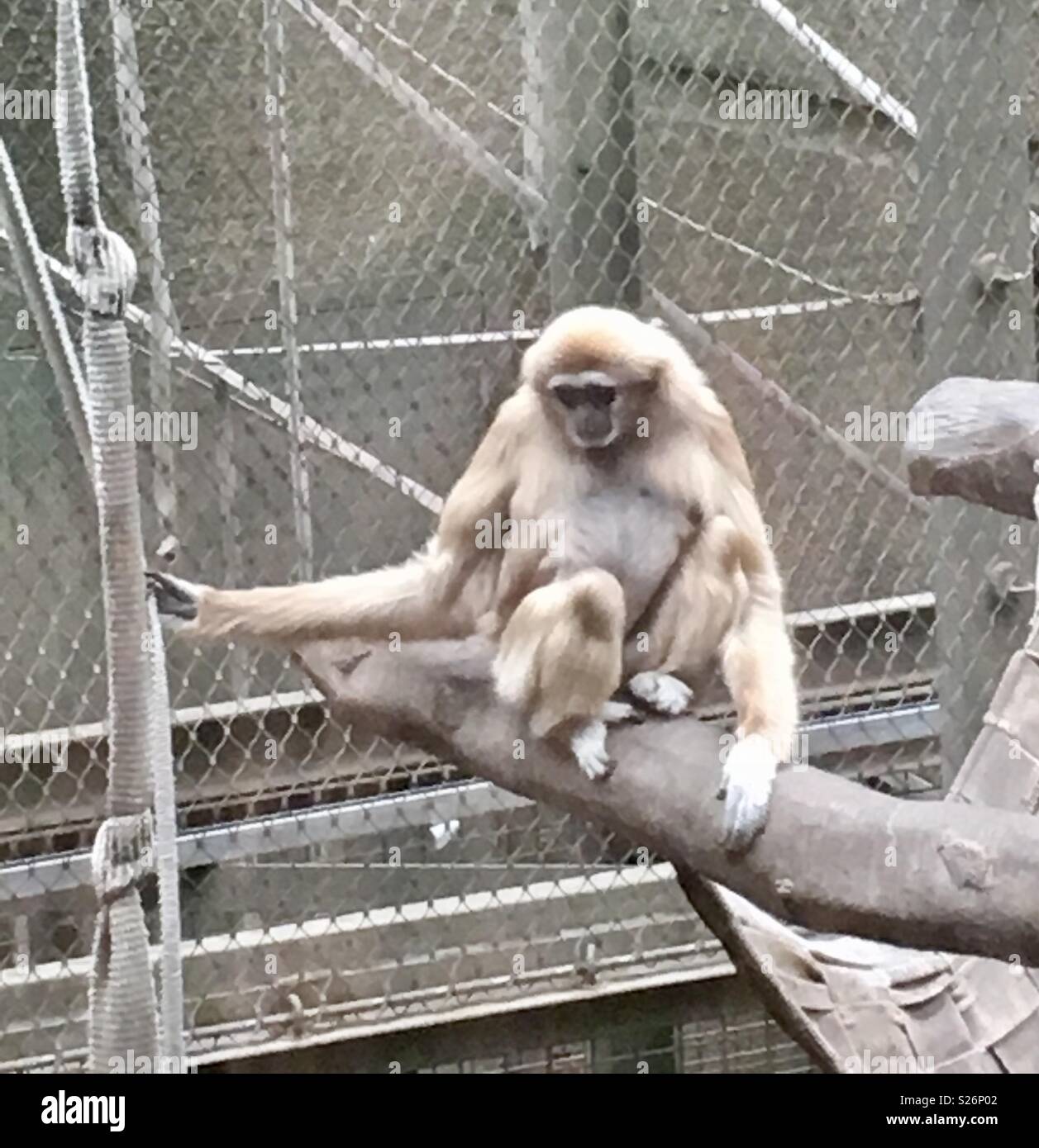 Gibbon Chester zoo - Smartphone Captured Stock Image