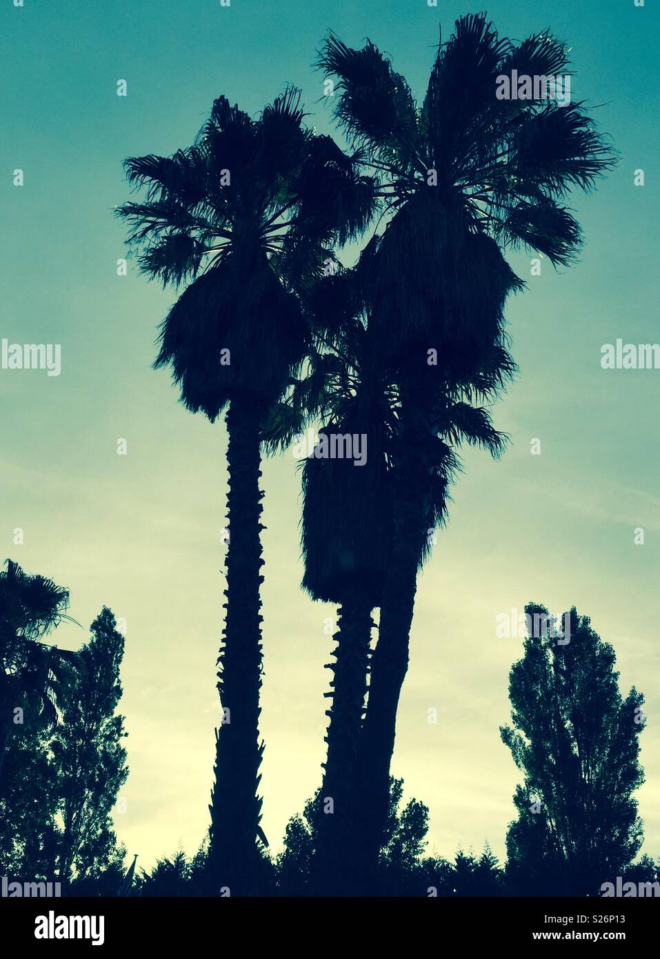 Palm trees in French Riviera Stock Photo - Alamy