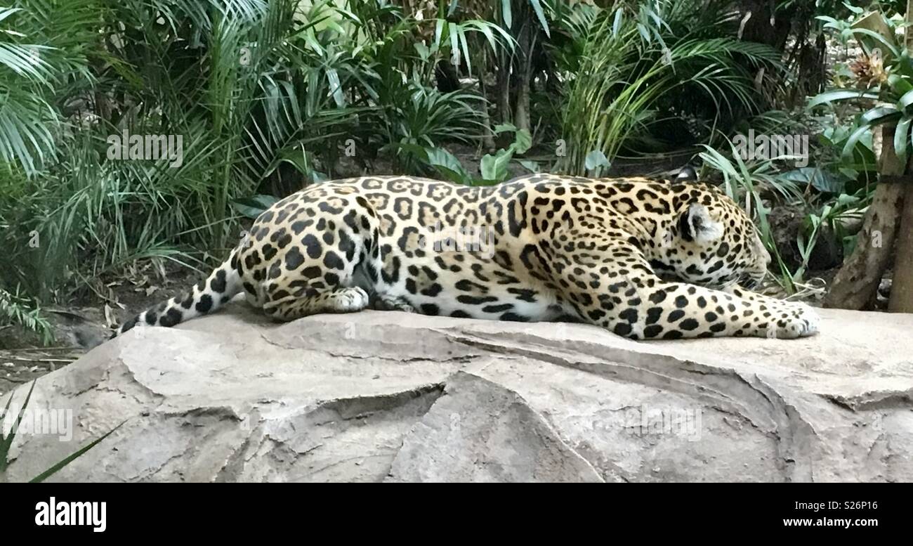 Jaguar Chester zoo - Smartphone Captured Stock Image