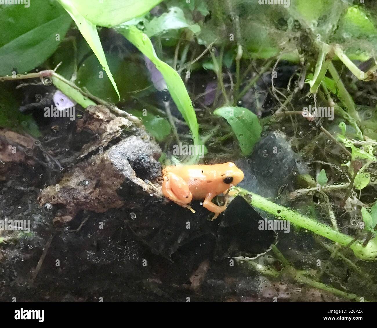 Small orange frog Chester zoo - Smartphone Captured Stock Image