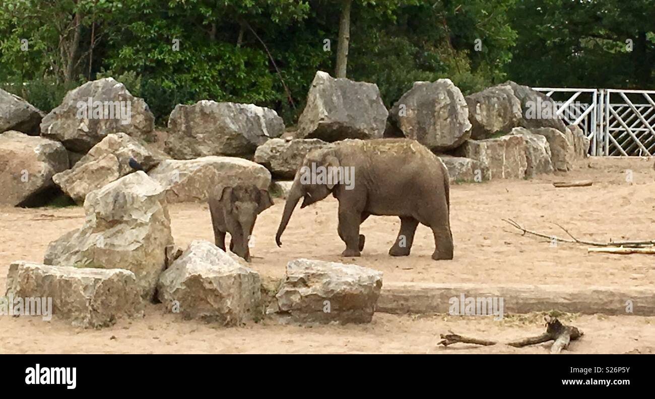 Elephant and baby. Chester zoo Stock Photo