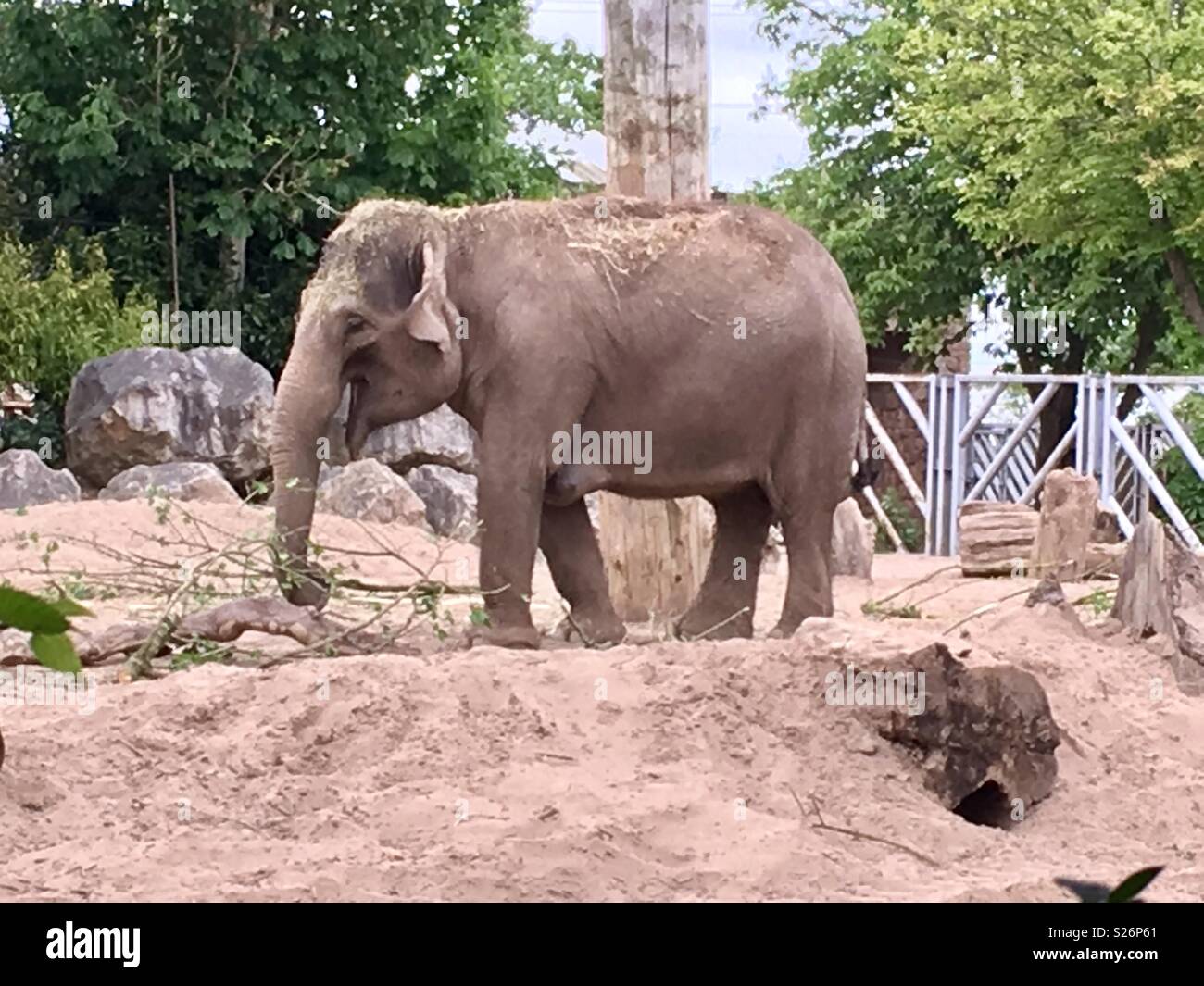 Elephant at Chester zoo - Smartphone Captured Stock Image