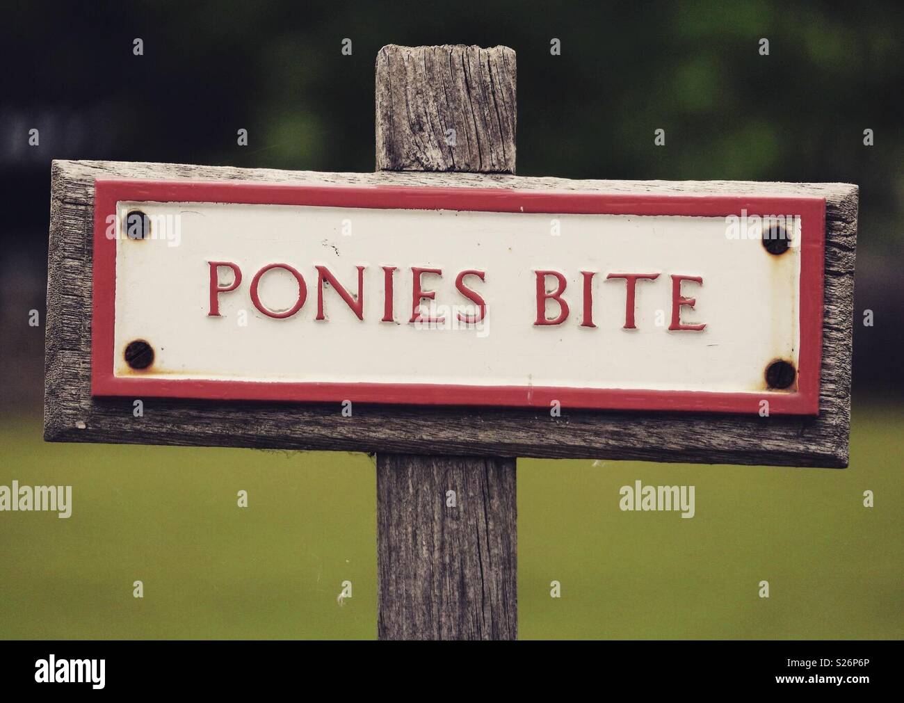 Ponies Bite - Smartphone Captured Stock Image