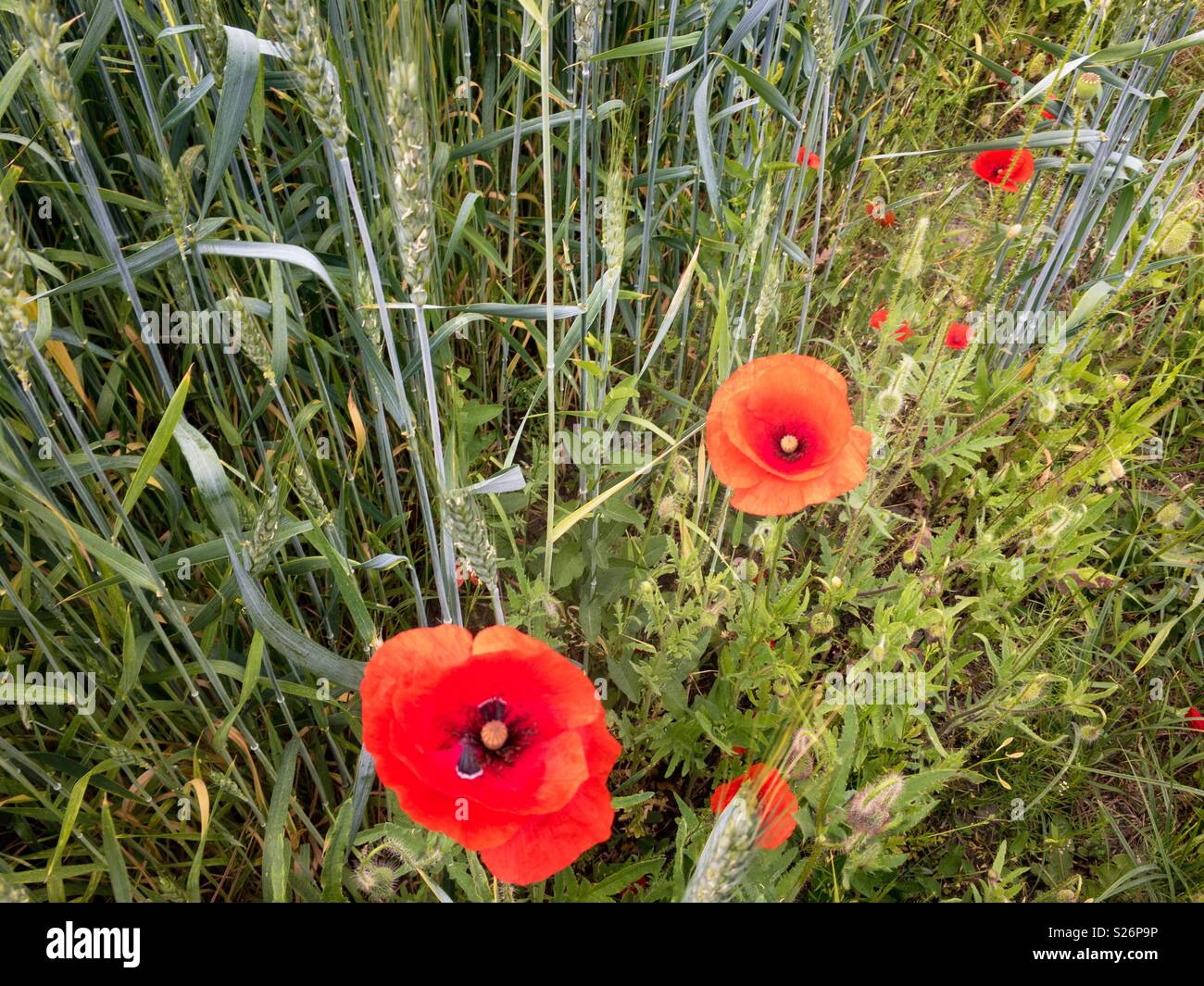 A beautiful red poppies in a field, Ukraine - Smartphone Captured Stock Image