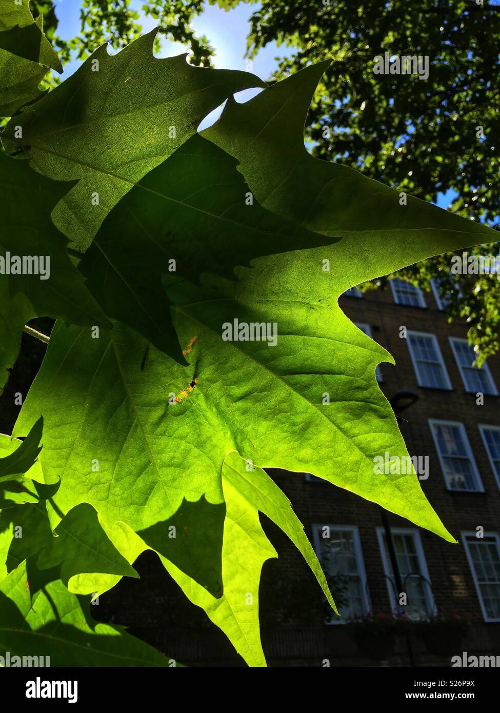 Leaves lit by the sun Stock Photo - Alamy