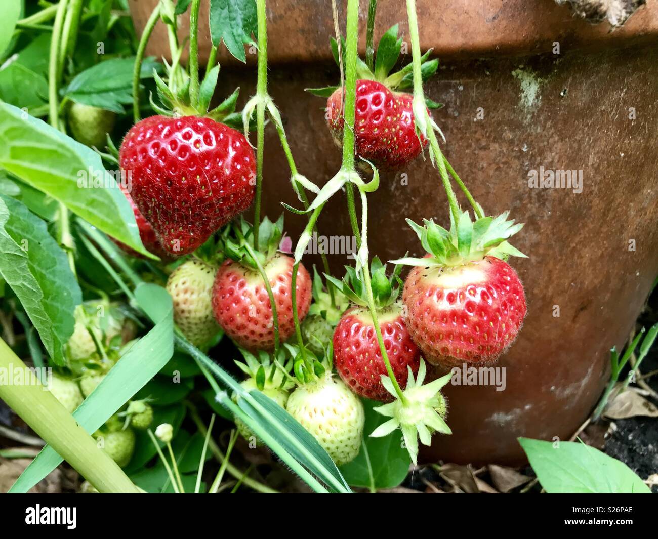 Strawberries growing in the garden Stock Photo - Alamy