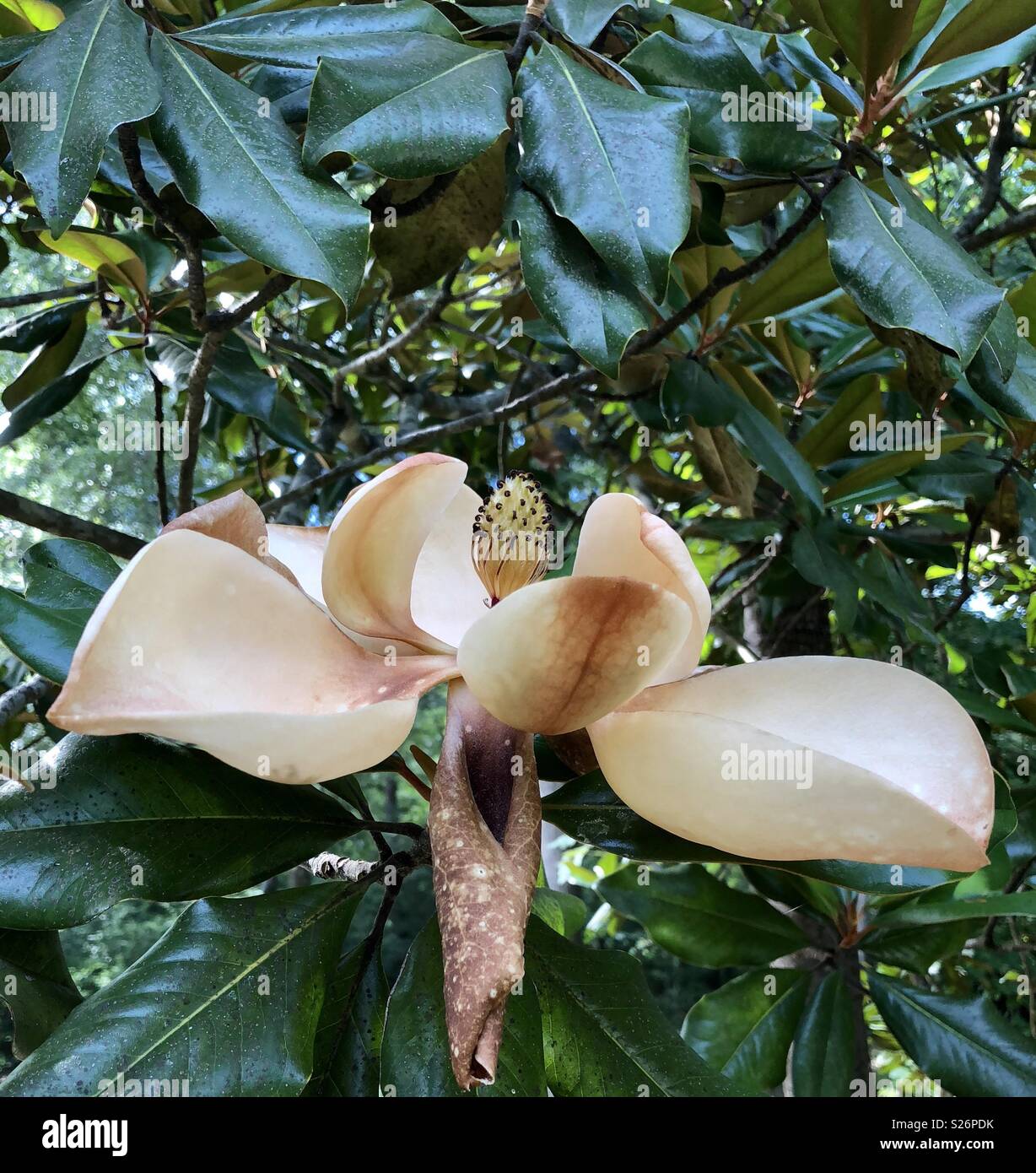 Wilting hires stock photography and images Alamy