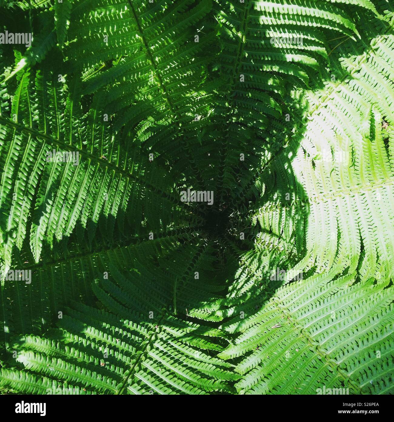 Wallpaper Fern High Resolution Stock Photography and Images - Alamy