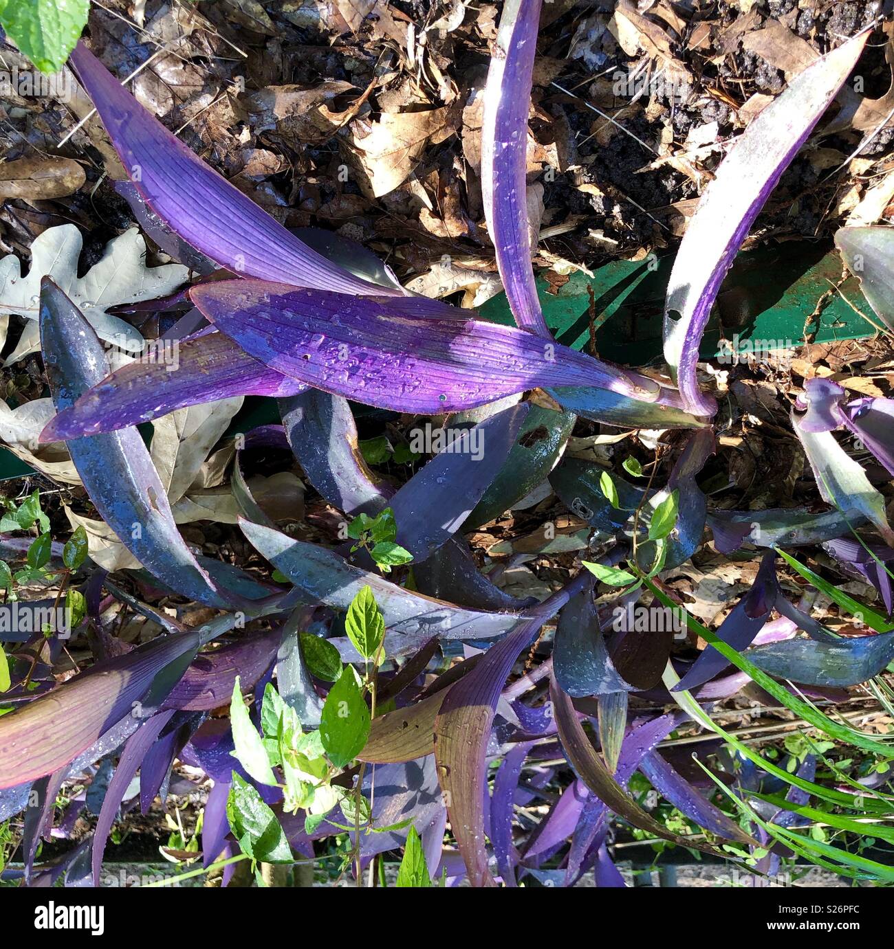 Purple leaved groundcover Stock Photo Alamy