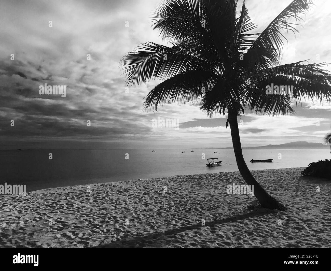 A palm tree and ocean. Tavarua island, Fiji. - Smartphone Captured Stock Image