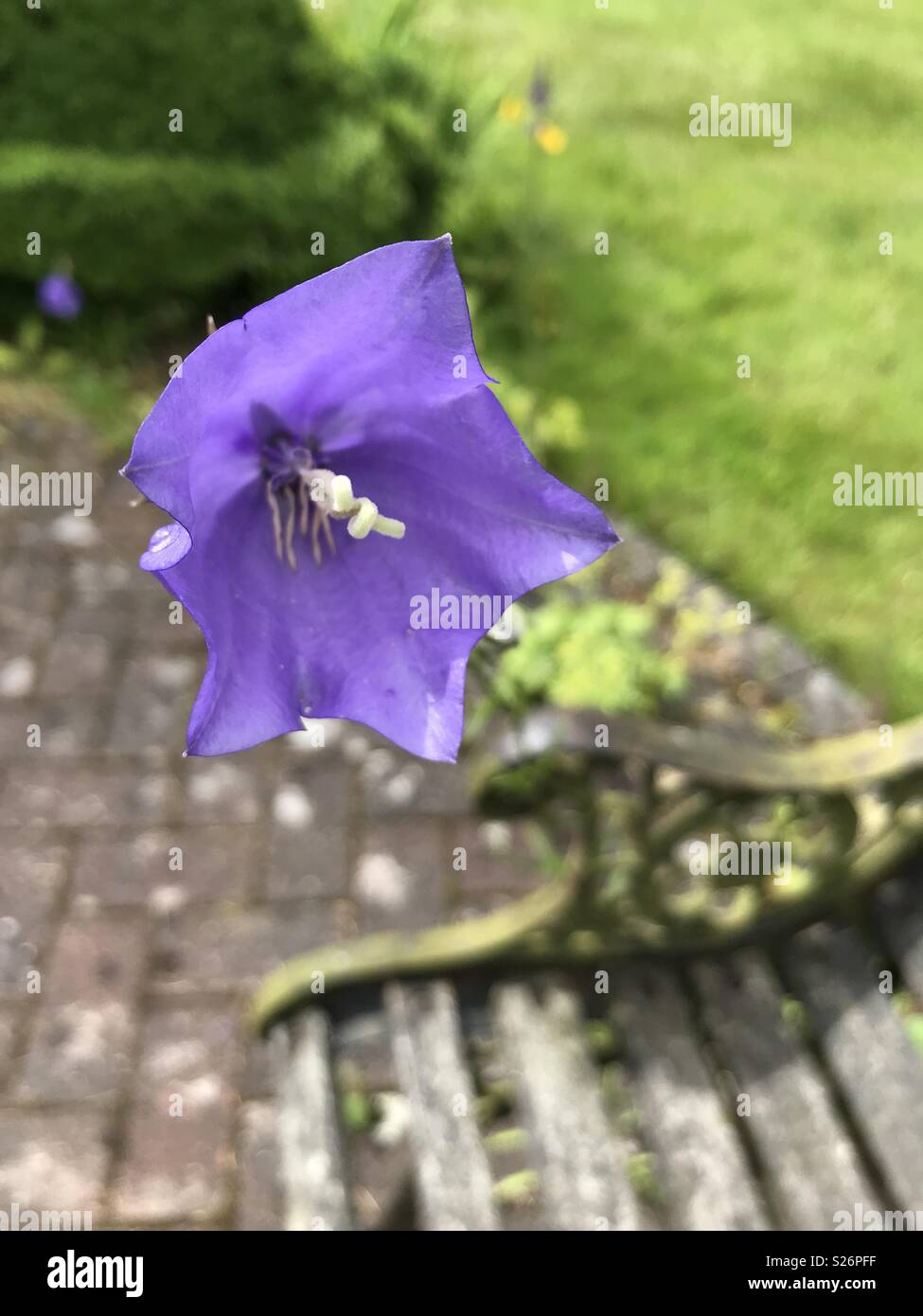 Close up of a peach-leaf bellflower next to a garden bench Stock Photo