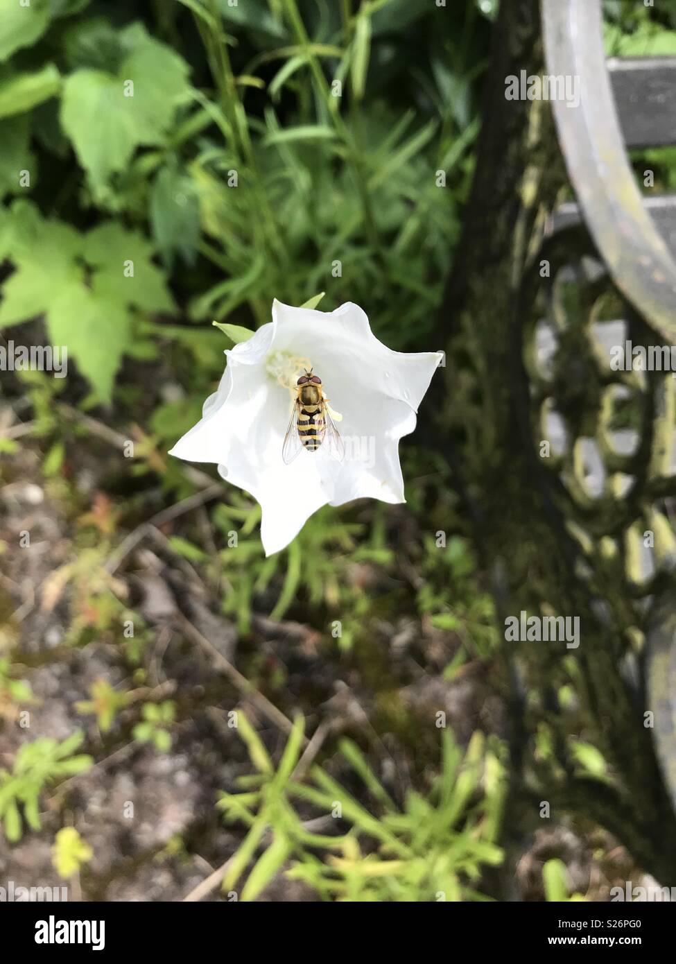 Hoverfly landing on a White Peach - Leaf bellflower Stock Photo