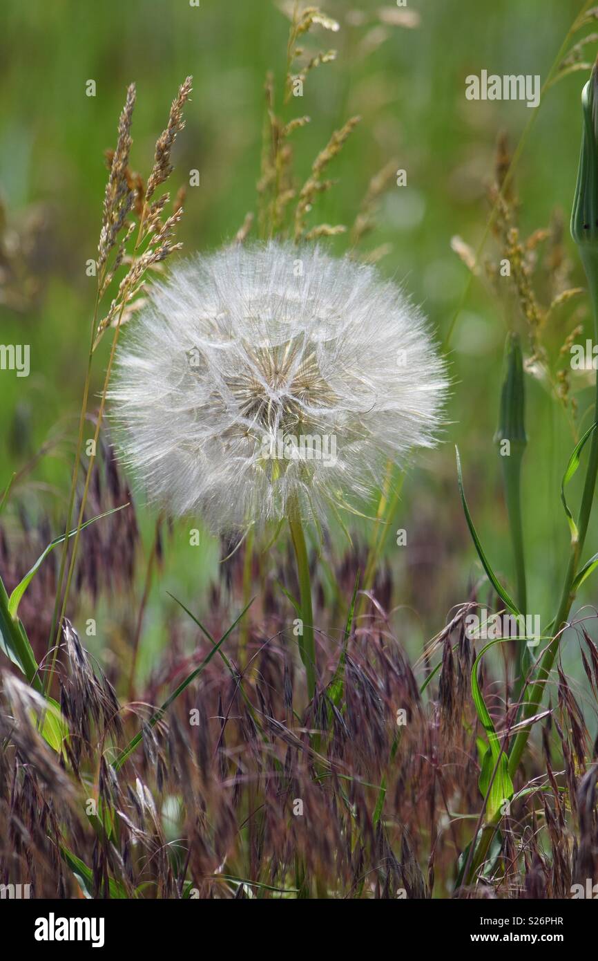 A beautiful puffy dandelion in the middle of an array of colorful weeds lends a summer feel to this photo. Stock Photo