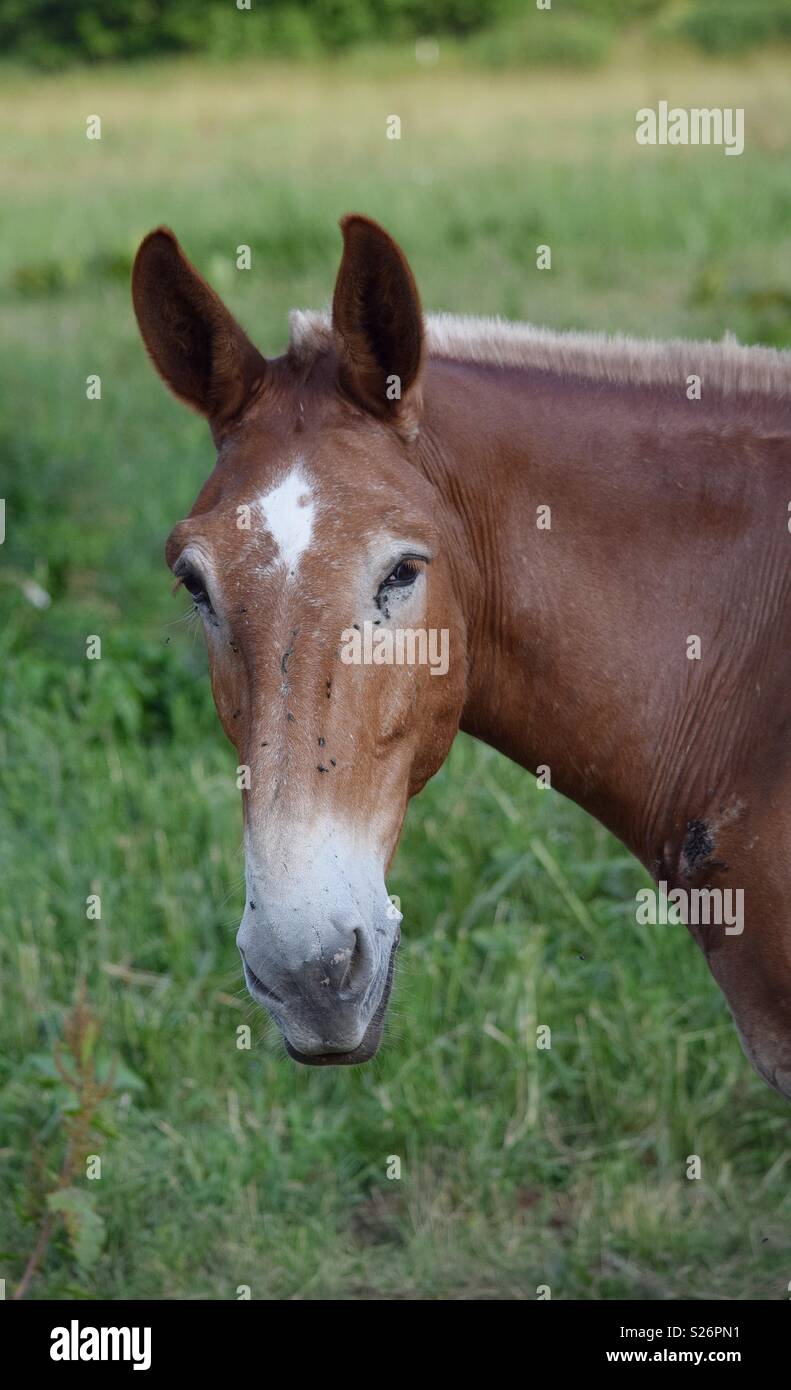 A portrait of a brown mule with white markings looking at the camera with green grass in the background. The poor mules has flies on its face. Stock Photo