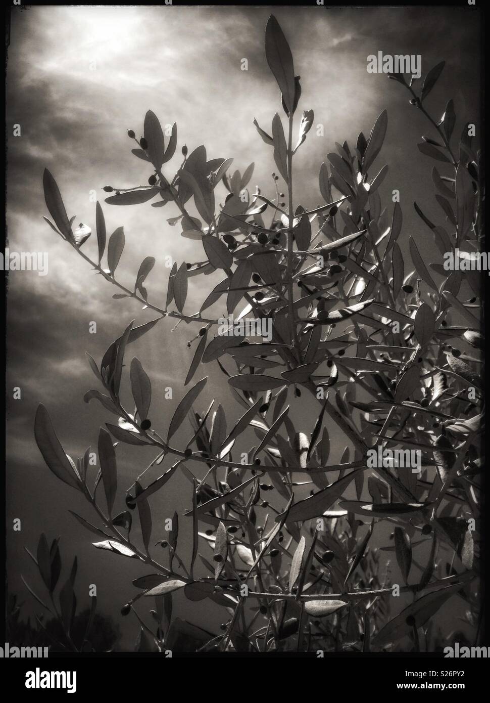 New, tiny Farga olives, Catalonia, Spain. - Smartphone Captured Stock Image