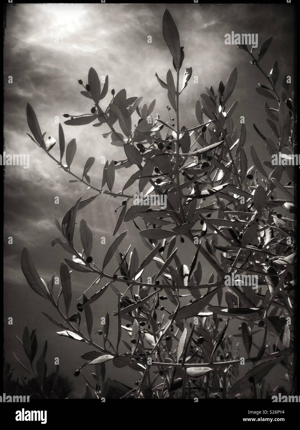New, tiny Farga olives, Catalonia, Spain. - Smartphone Captured Stock Image
