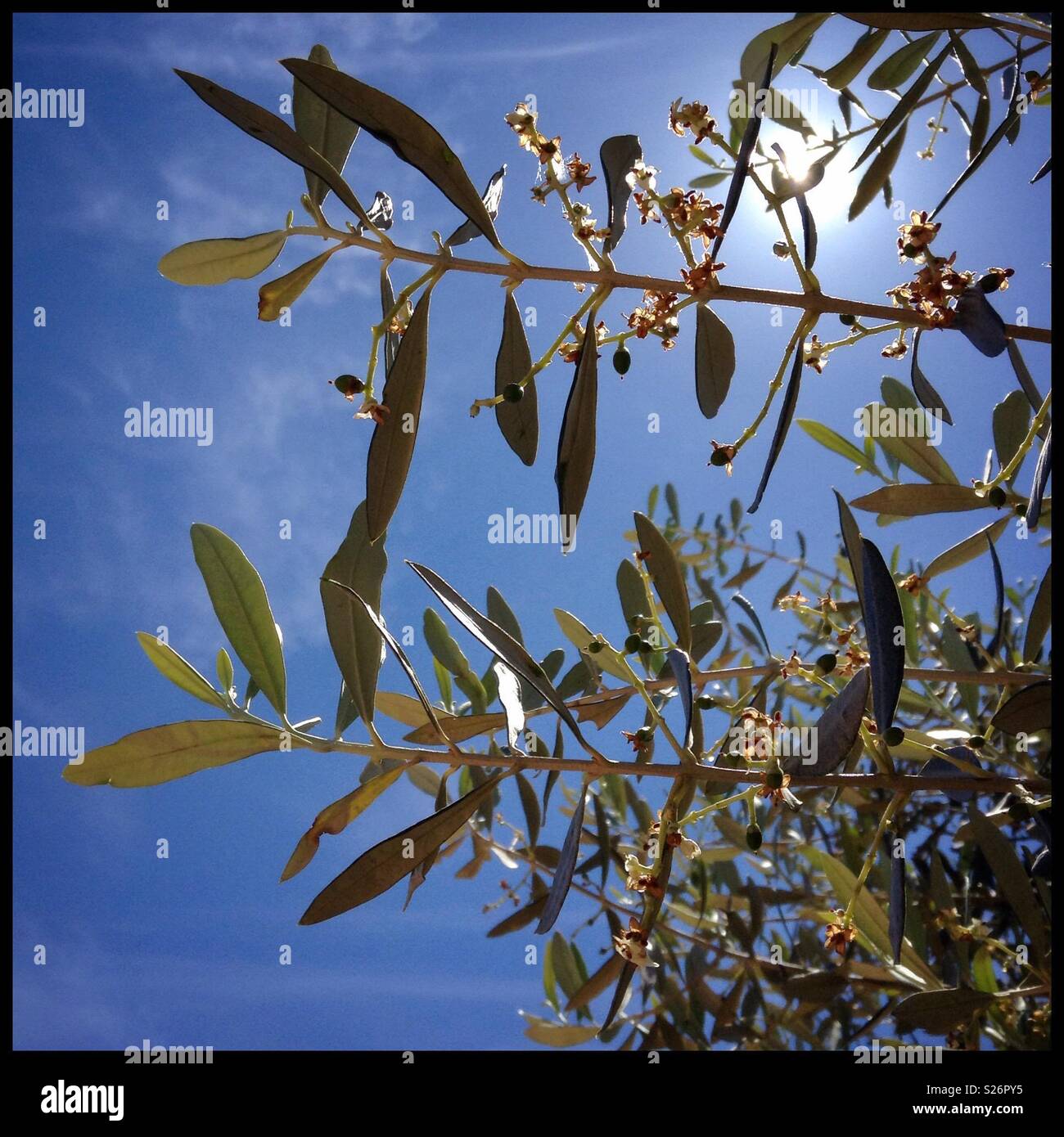 New, tiny Farga olives, Catalonia, Spain. - Smartphone Captured Stock Image